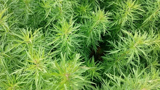 故人の遺品に違法薬物があったら誰か逮捕される？