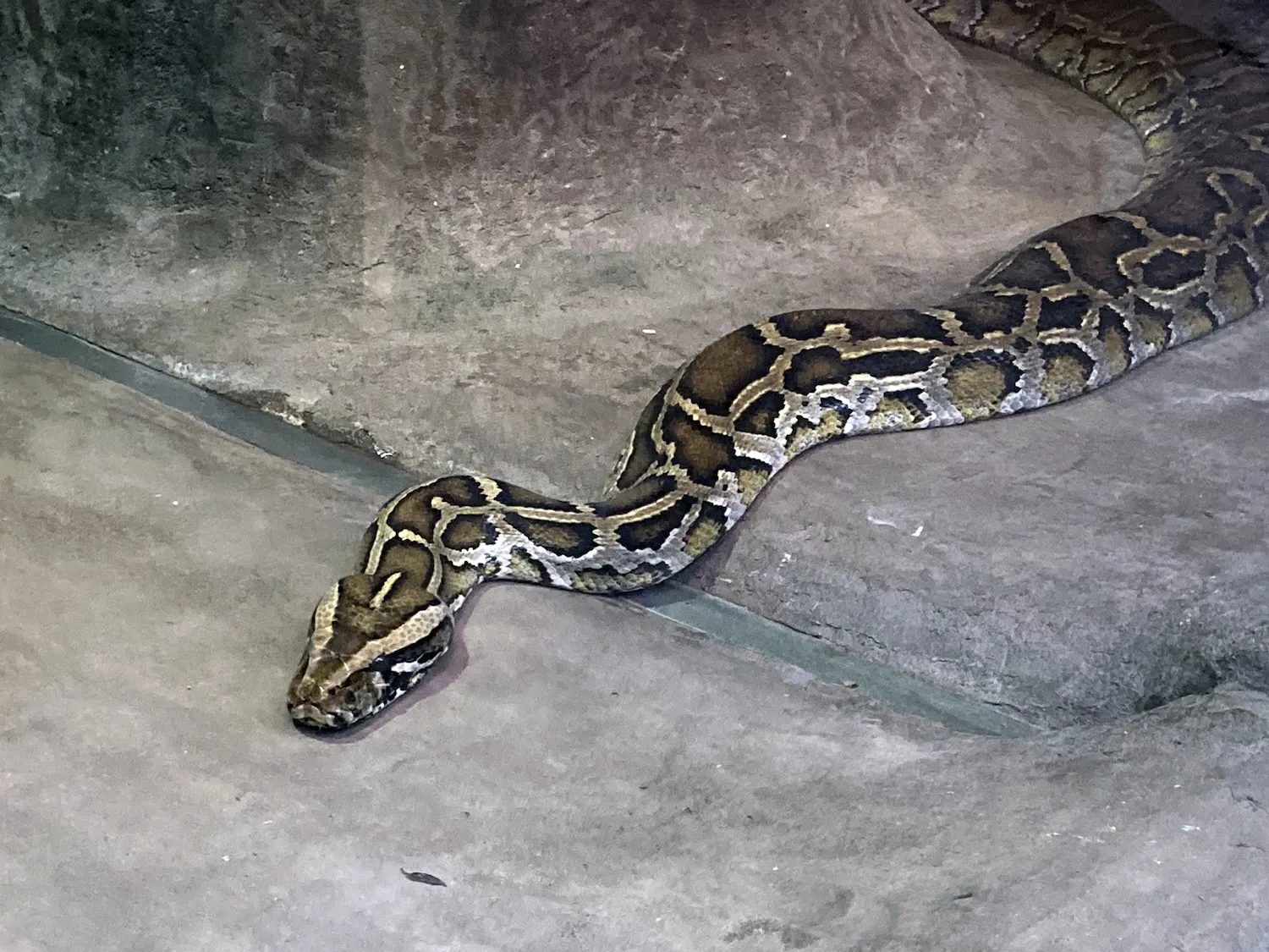 蛇や鳥などのペットを葬儀に参列させることは可能でしょうか？