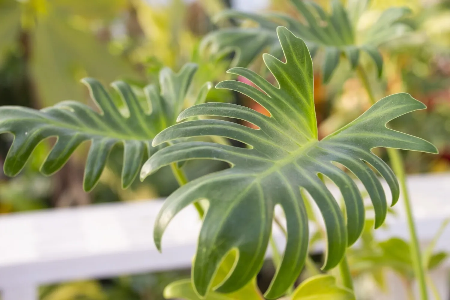 海外種の観葉植物やつる植物を祭壇に飾っても仏教的に問題ない？種類によるタブーは？
